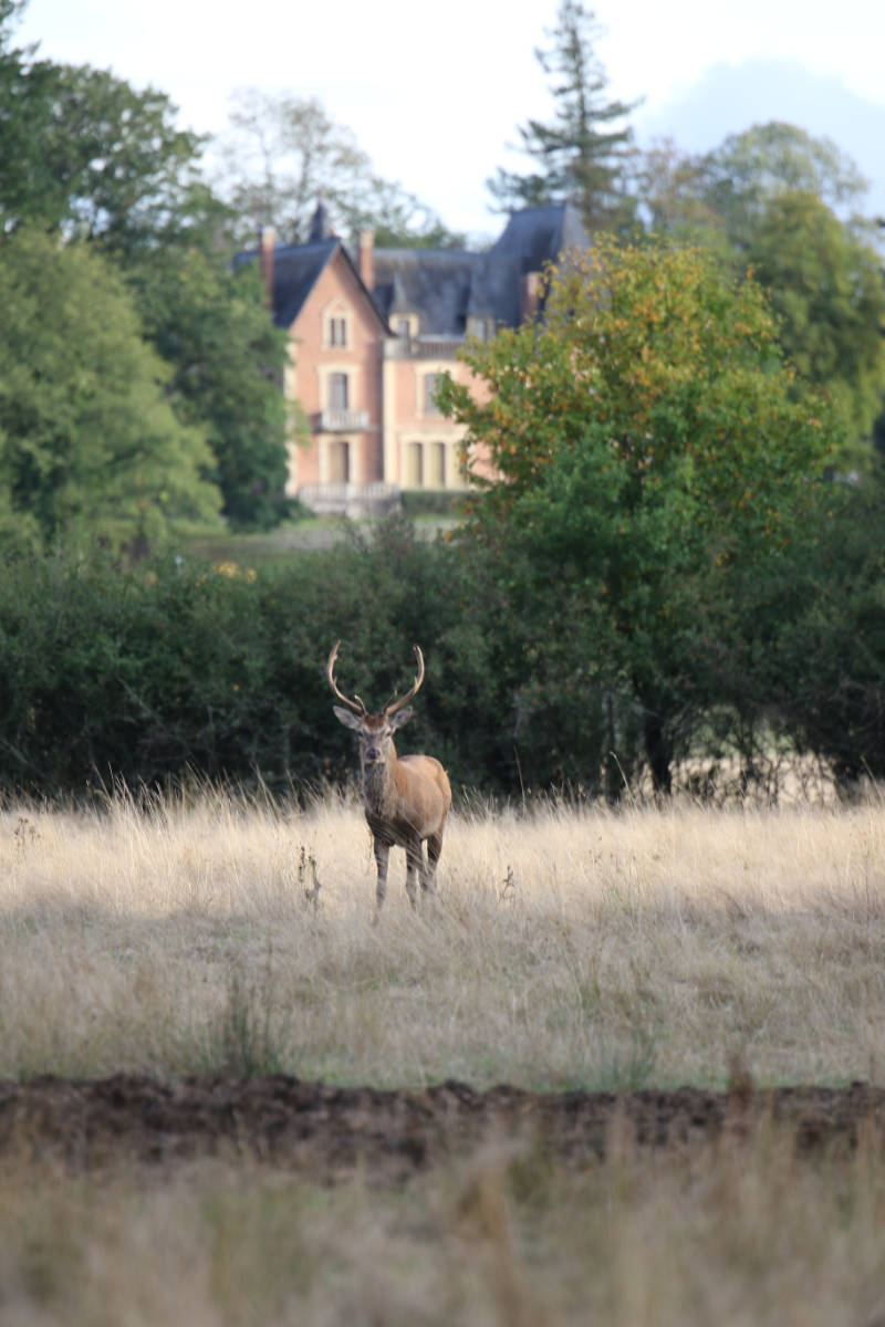 Cerf du Domaine du Ciran, Conservatoire de la faune et la flore de Sologne