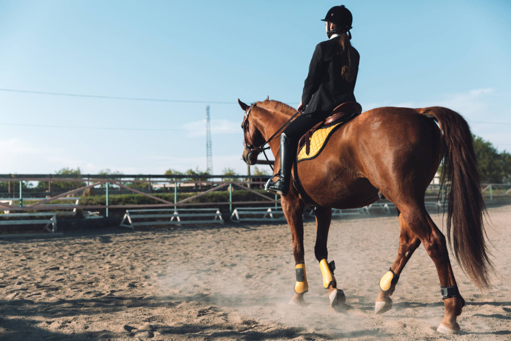 Cavalière sur un cheval - Equitation