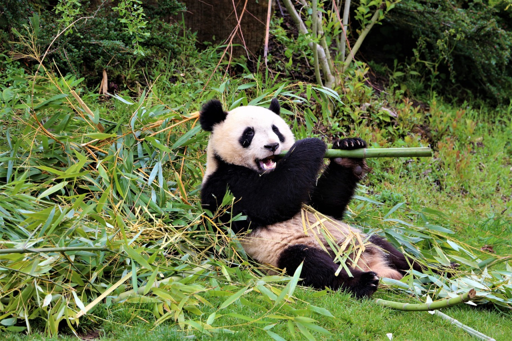 Panda mangeant du bambou au Zoo de Beauval